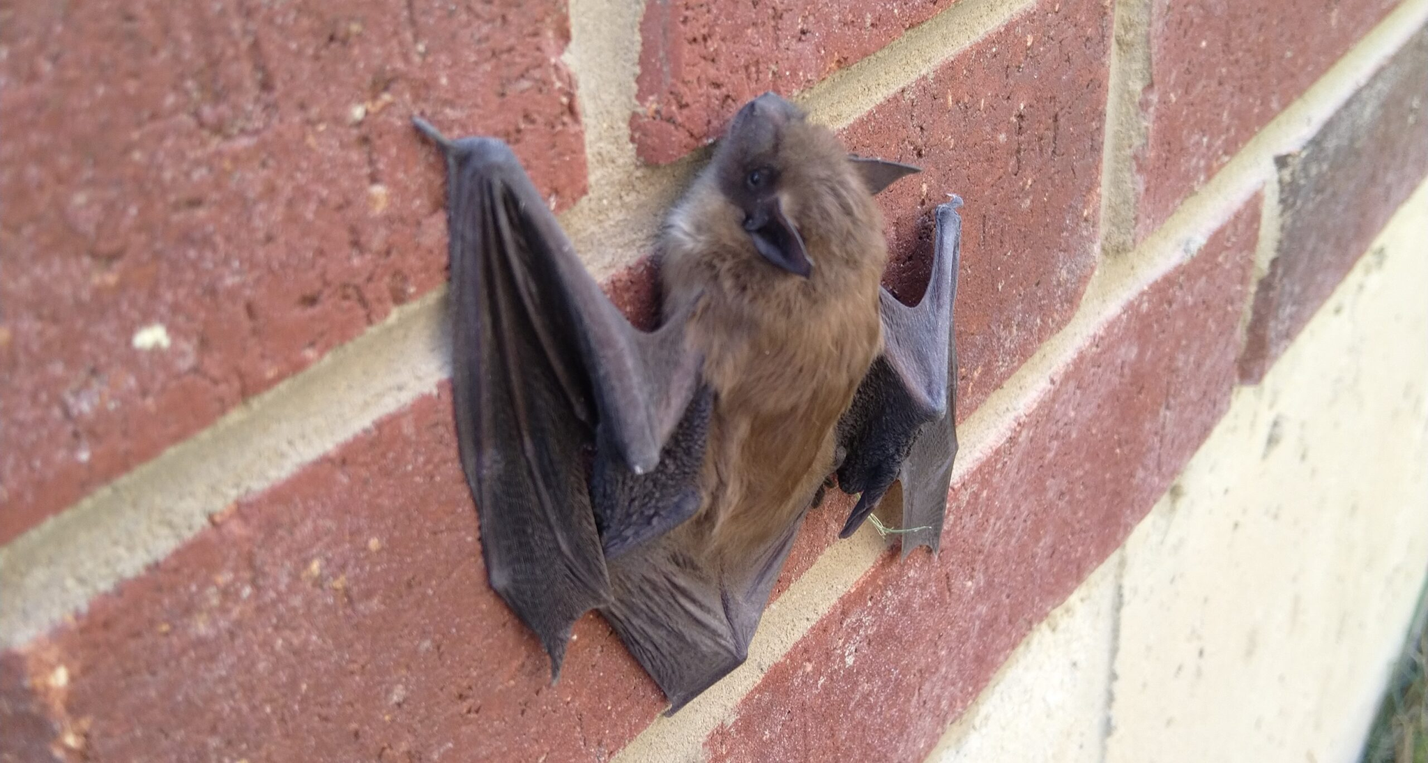 Bat Removal Burlington NC