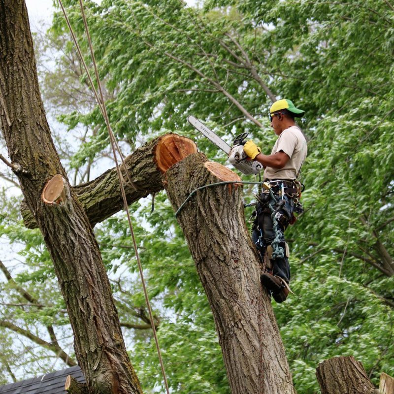 Tree Removal Eastside