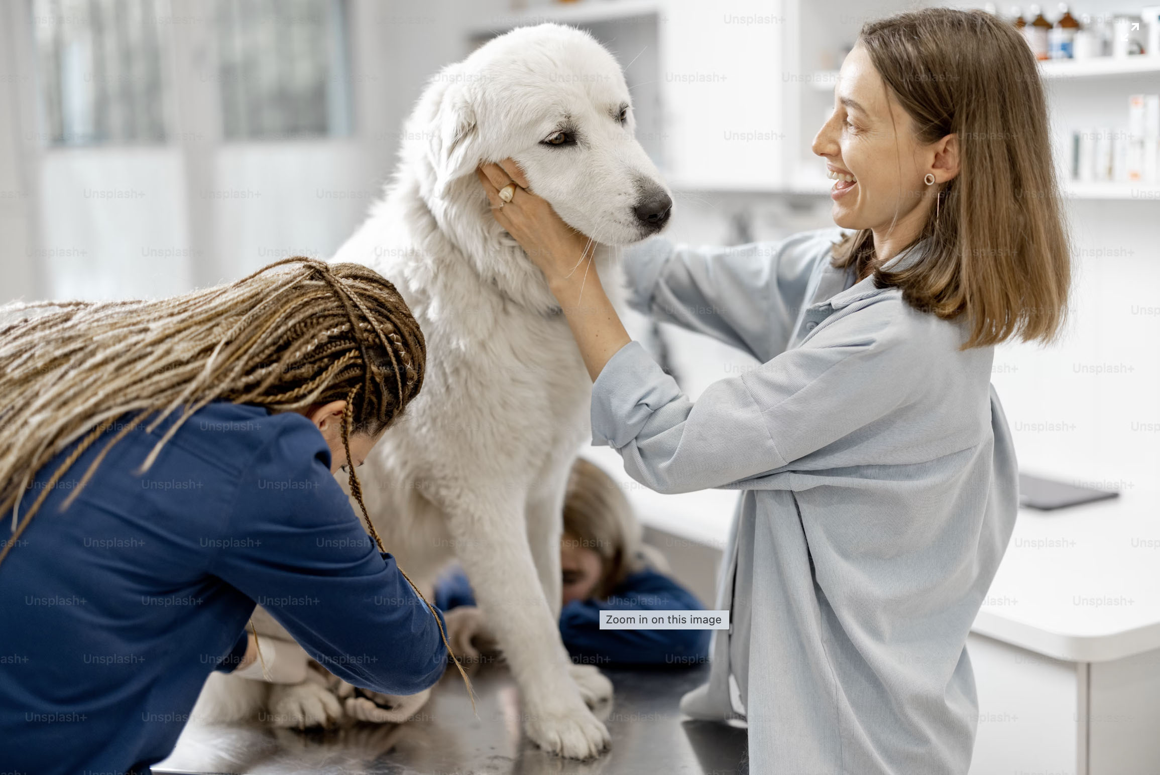 New York’s Unleashed Spa Shares Expertise in New Article on How Grooming Affects Your Pet’s Mood